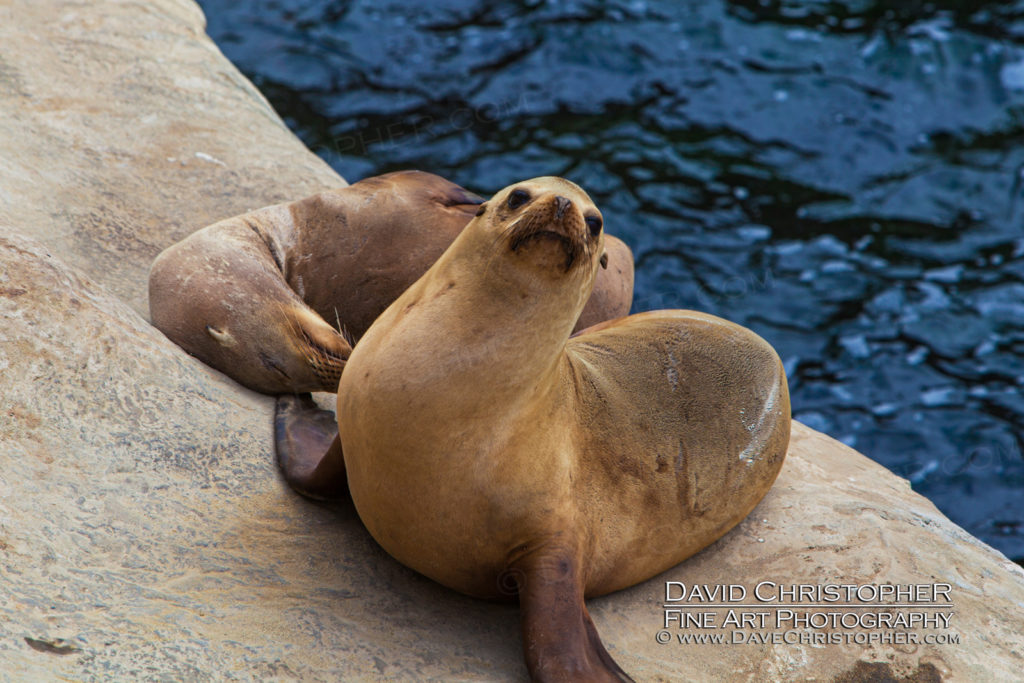 la jolla sea lions